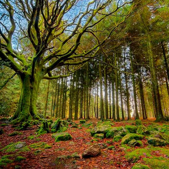 preservación del medio ambiente